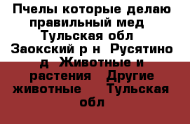 Пчелы которые делаю правильный мед - Тульская обл., Заокский р-н, Русятино д. Животные и растения » Другие животные   . Тульская обл.